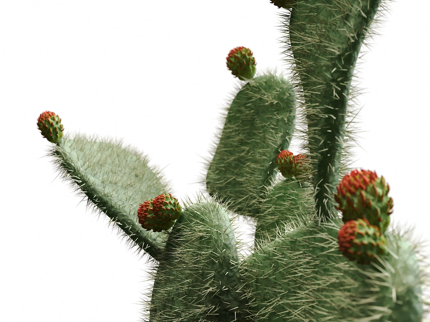 Flat Cactus Set - Nouvelle Mesure Lab