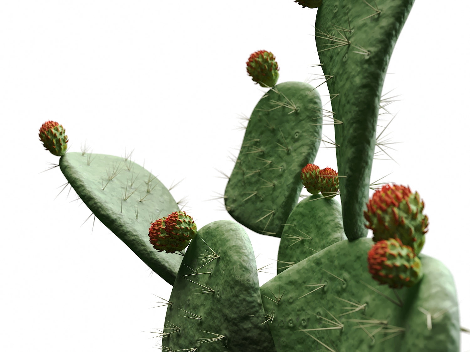 Flat Cactus Set - Nouvelle Mesure Lab