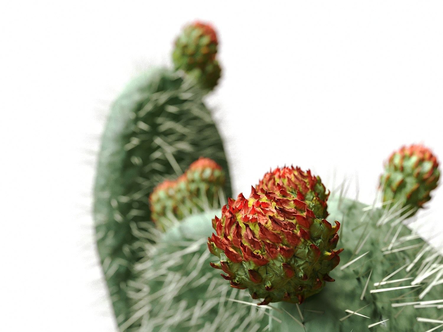 Flat Cactus Set - Nouvelle Mesure Lab