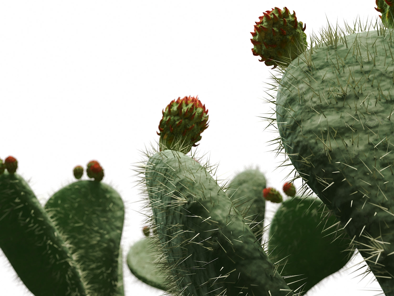 Flat Cactus Set - Nouvelle Mesure Lab