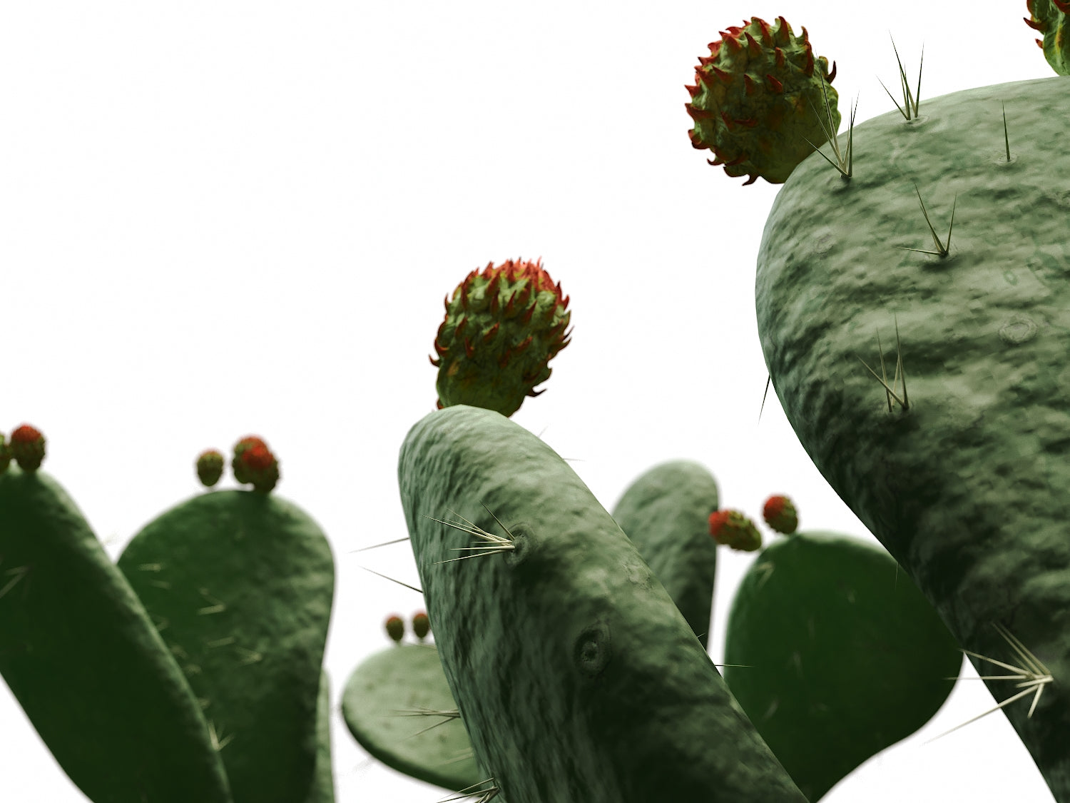 Flat Cactus Set - Nouvelle Mesure Lab