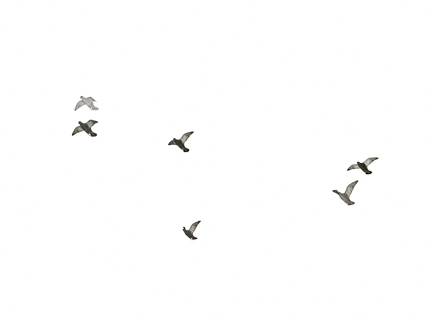Flying Pigeons Set - Nouvelle Mesure Lab
