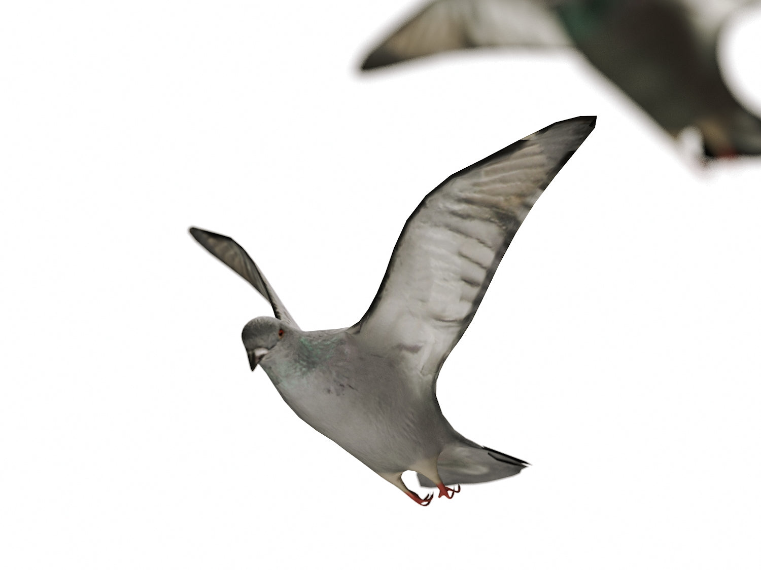 Flying Pigeons Set - Nouvelle Mesure Lab