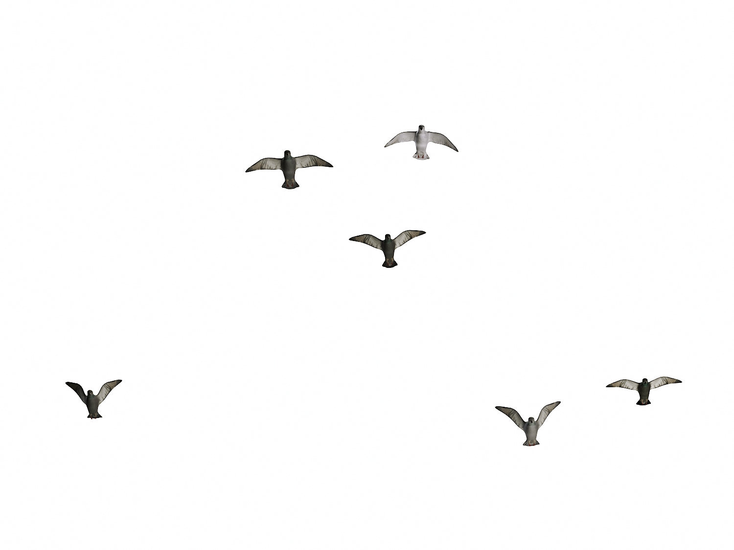 Flying Pigeons Set - Nouvelle Mesure Lab