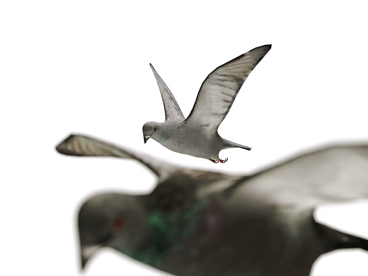 Flying Pigeons Set - Nouvelle Mesure Lab