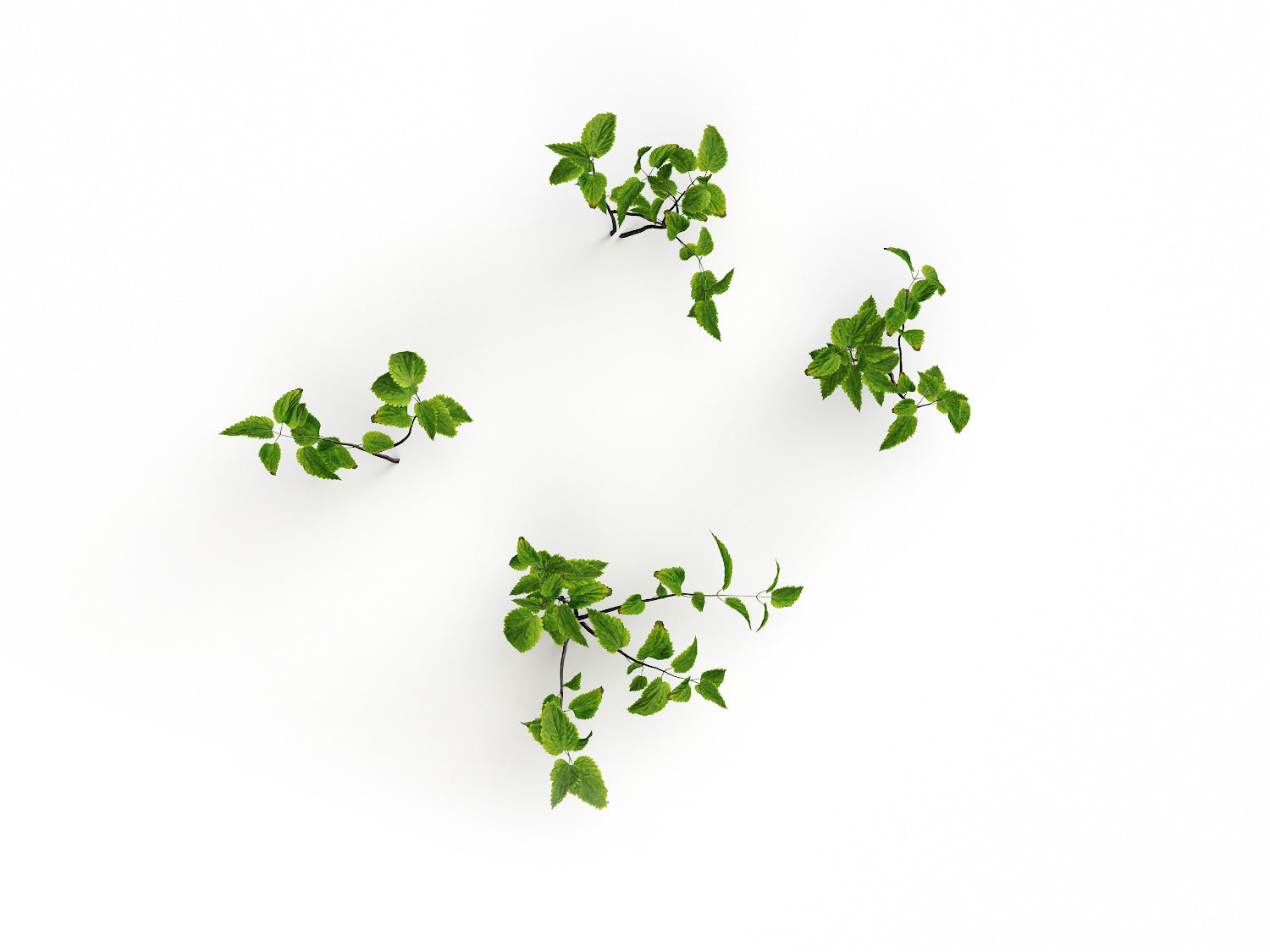 Ground Cover Plants Set - Nouvelle Mesure Lab