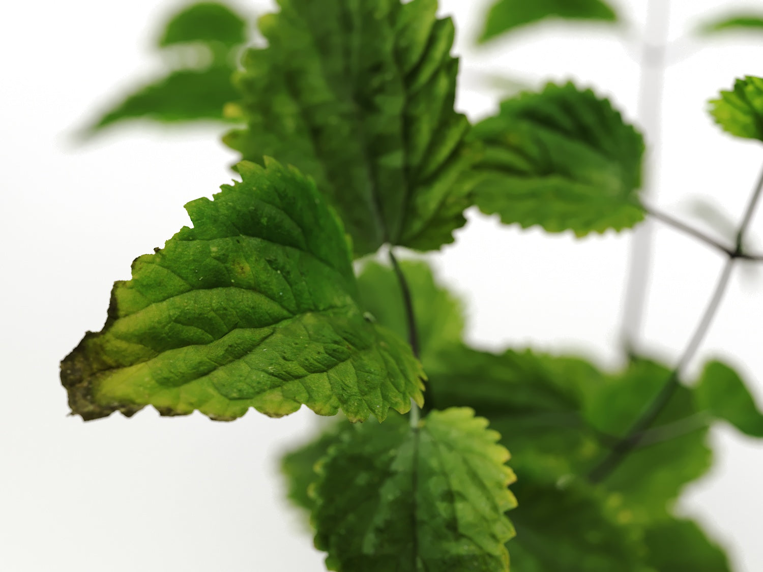 Ground Cover Plants Set - Nouvelle Mesure Lab