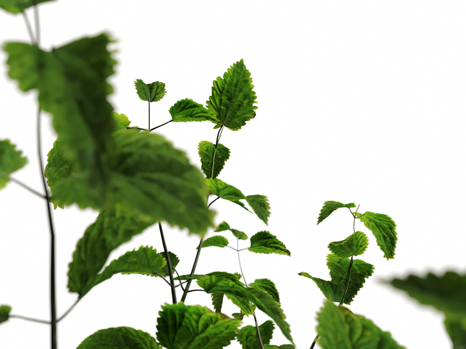 Ground Cover Plants Set - Nouvelle Mesure Lab