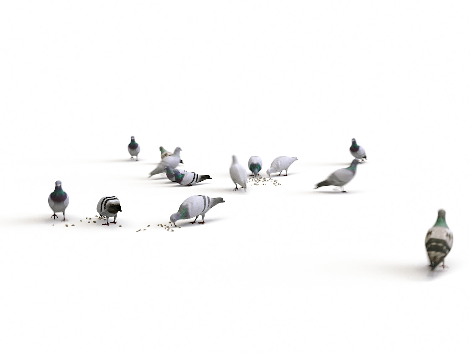 Animated Ground Pigeons Set - Nouvelle Mesure Lab