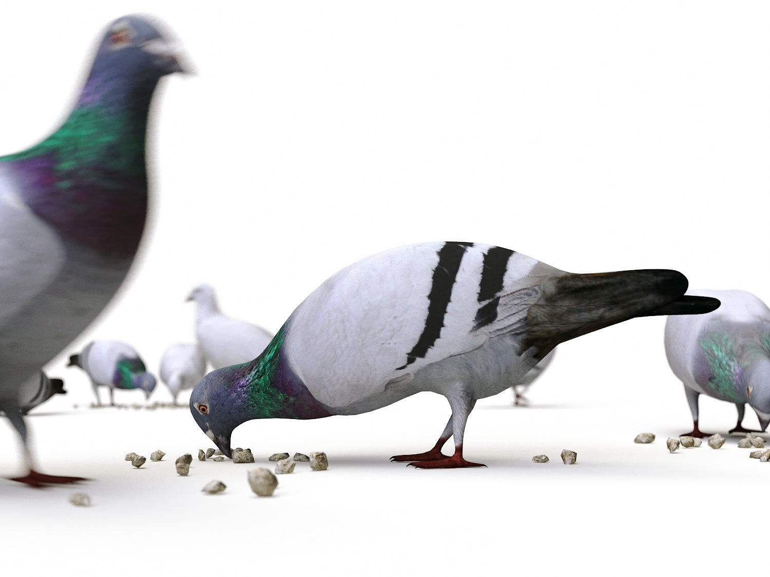 Animated Ground Pigeons Set - Nouvelle Mesure Lab