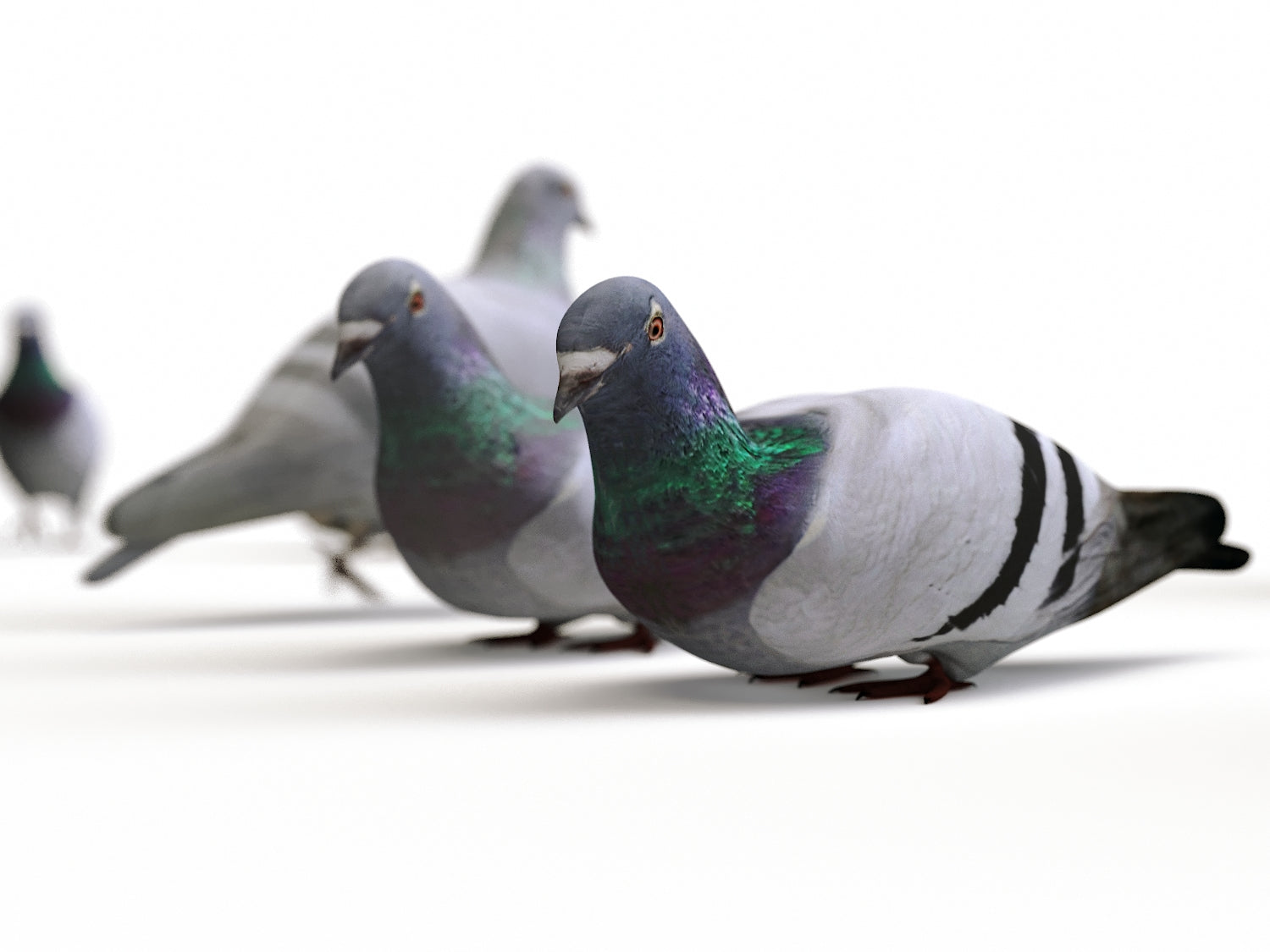 Animated Ground Pigeons Set - Nouvelle Mesure Lab