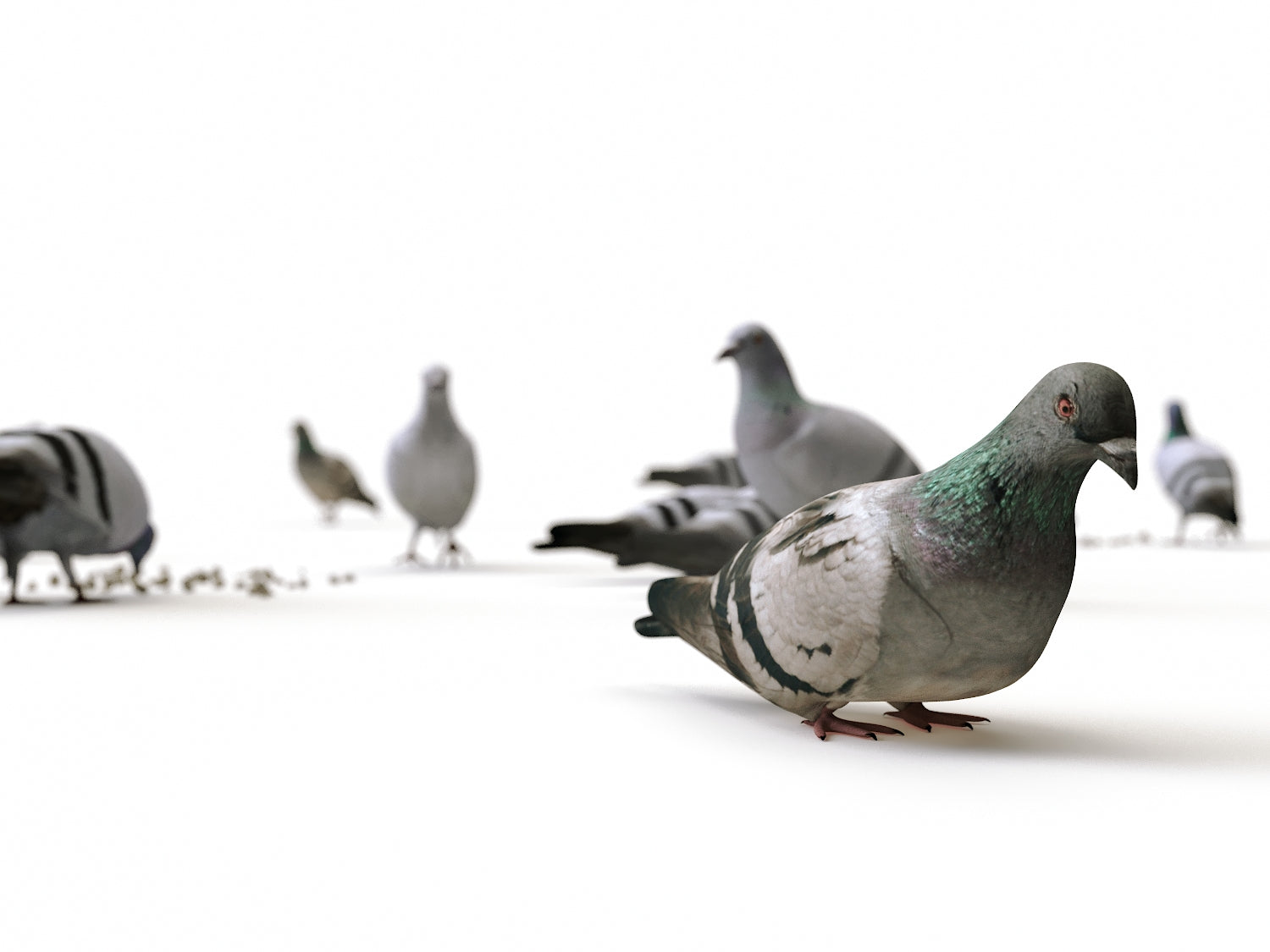 Animated Ground Pigeons Set - Nouvelle Mesure Lab