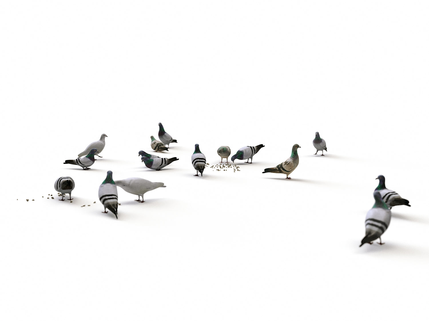 Ground Pigeons Set - Nouvelle Mesure Lab