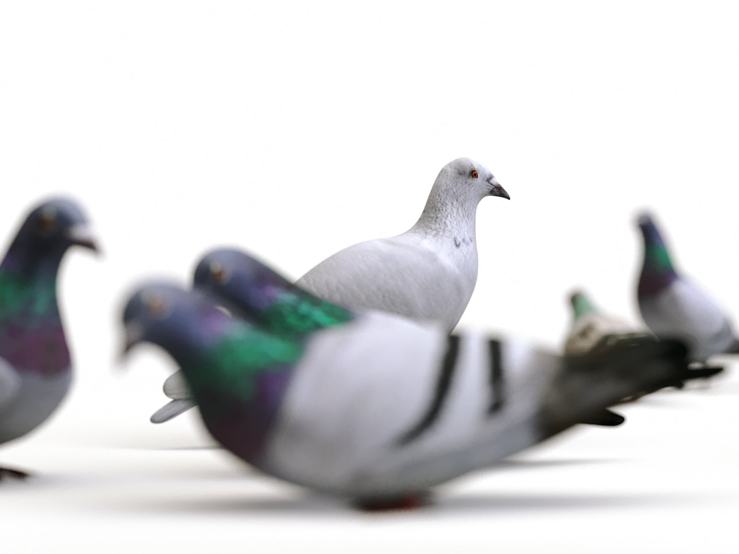 Ground Pigeons Set - Nouvelle Mesure Lab