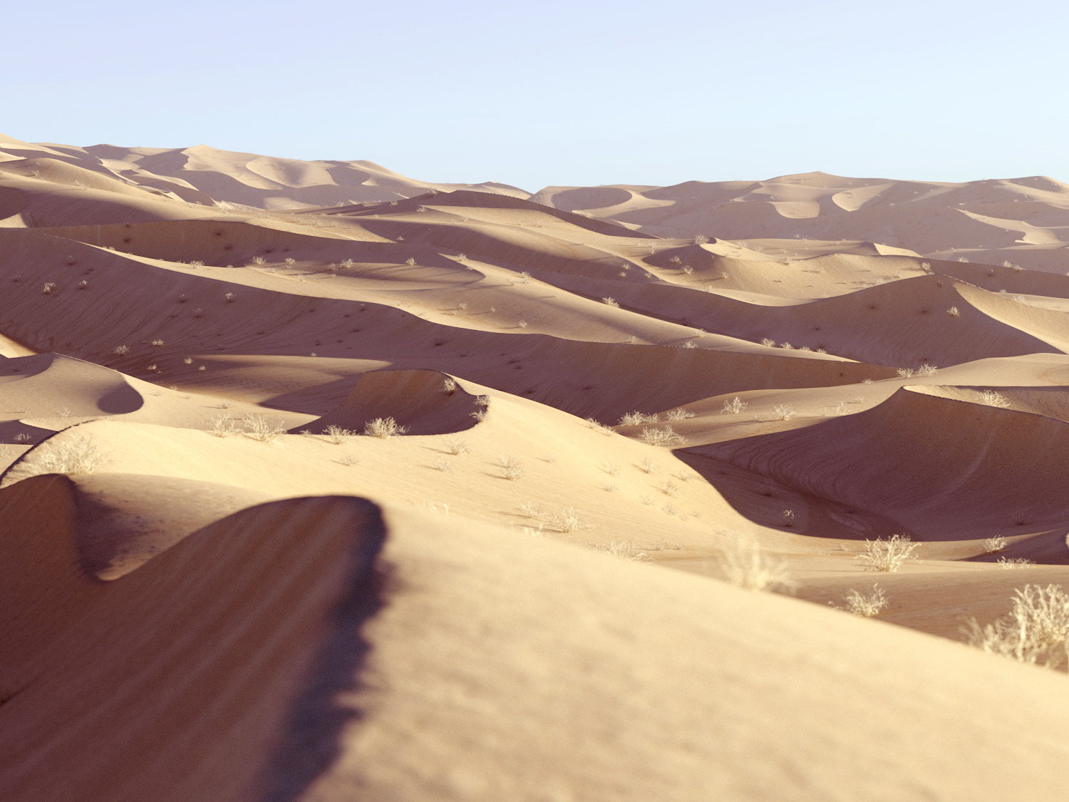 Lawrence Desert Pack - Nouvelle Mesure Lab