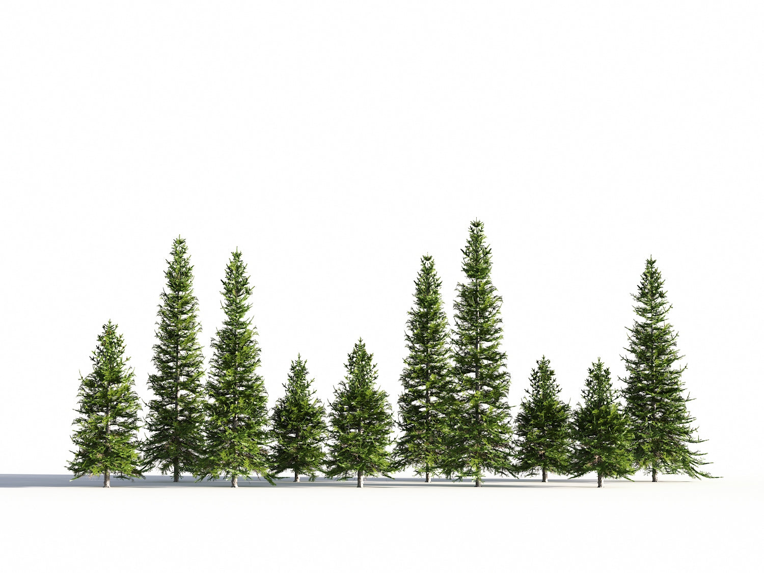 Low Poly Fir Tree Set - Nouvelle Mesure Lab