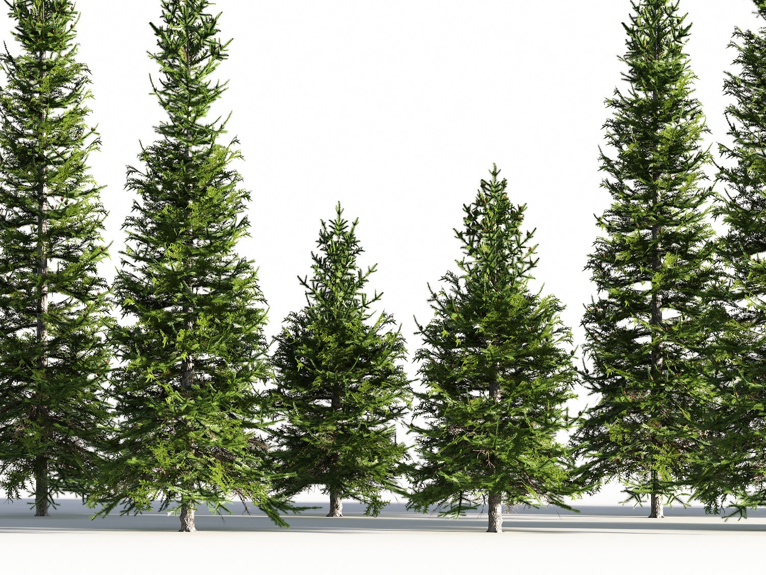 Low Poly Fir Tree Set - Nouvelle Mesure Lab