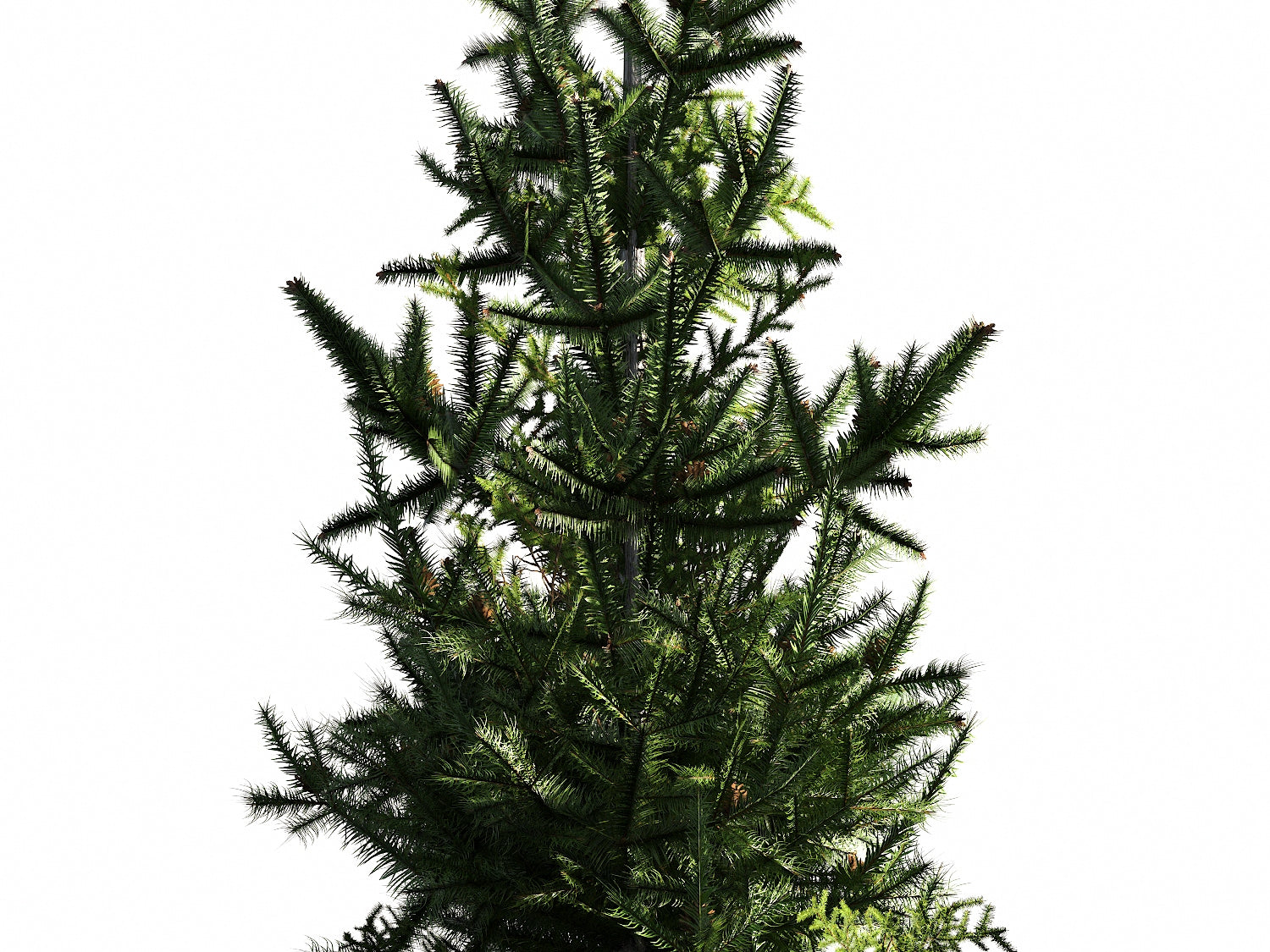 Low Poly Fir Tree Set - Nouvelle Mesure Lab