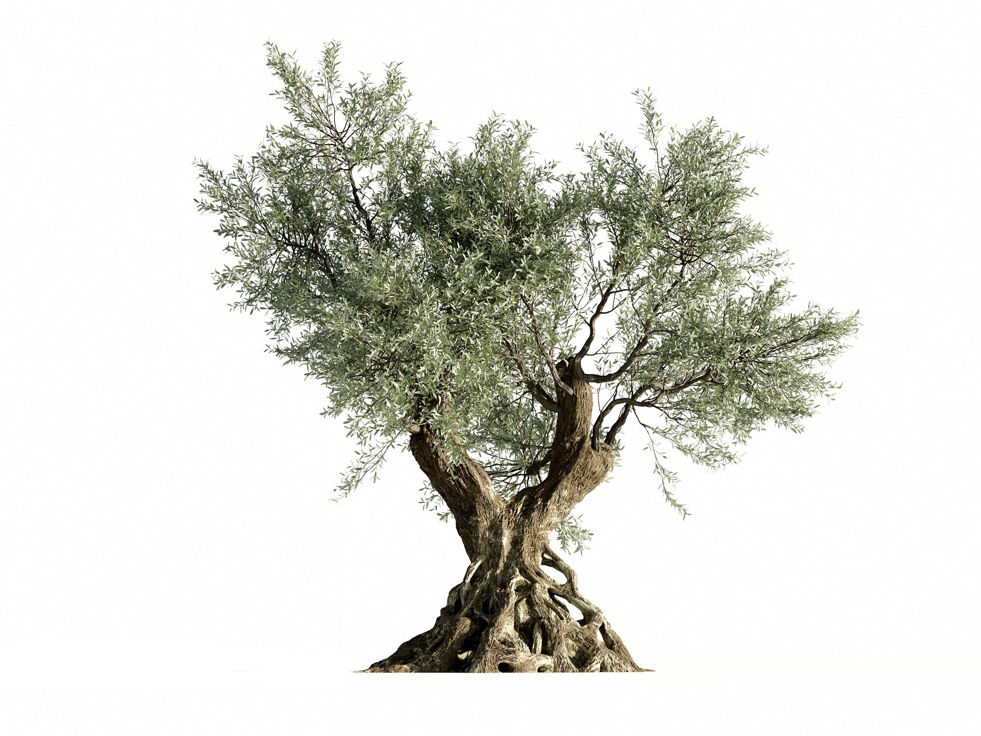 Olive Tree - Nouvelle Mesure Lab