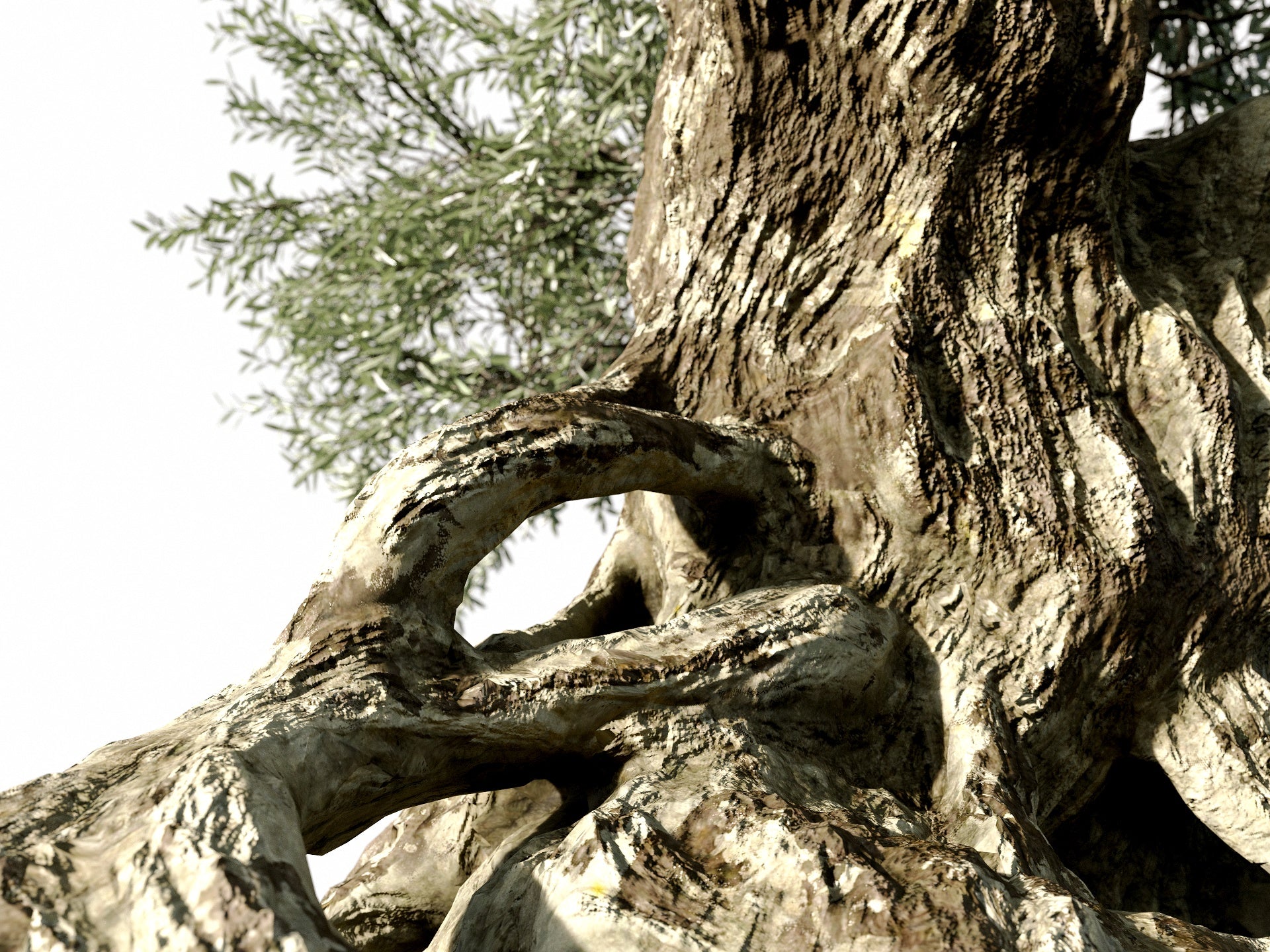 Olive Tree - Nouvelle Mesure Lab