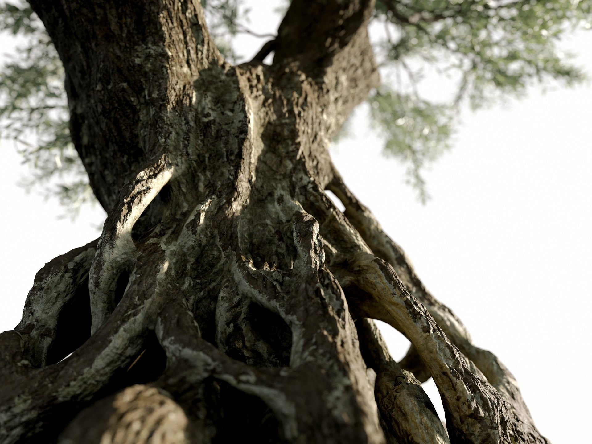 Olive Tree - Nouvelle Mesure Lab