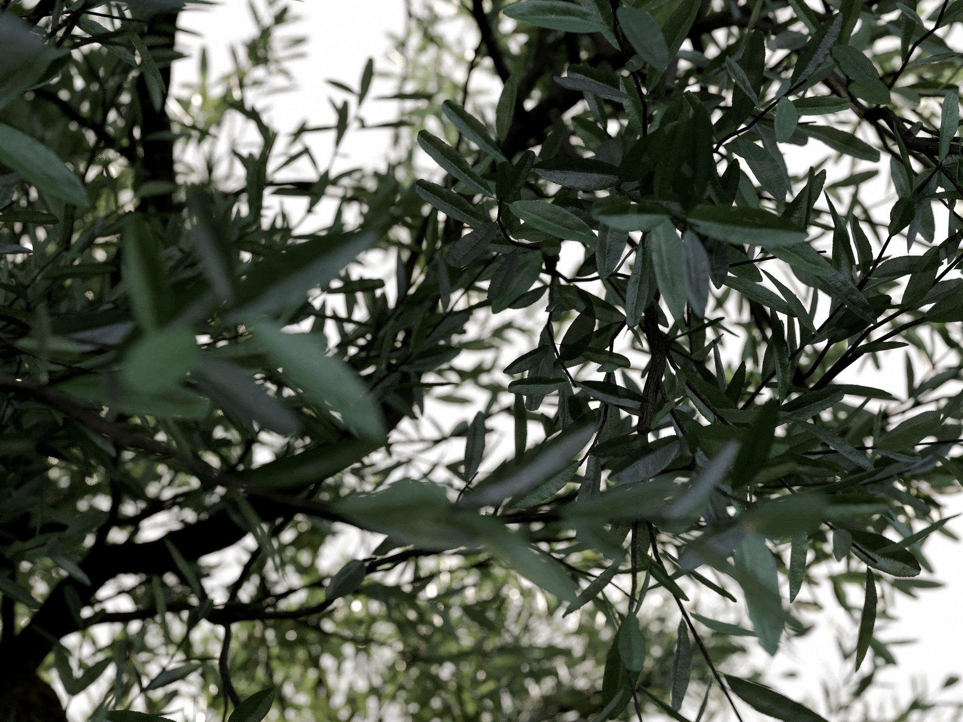 Olive Tree - Nouvelle Mesure Lab