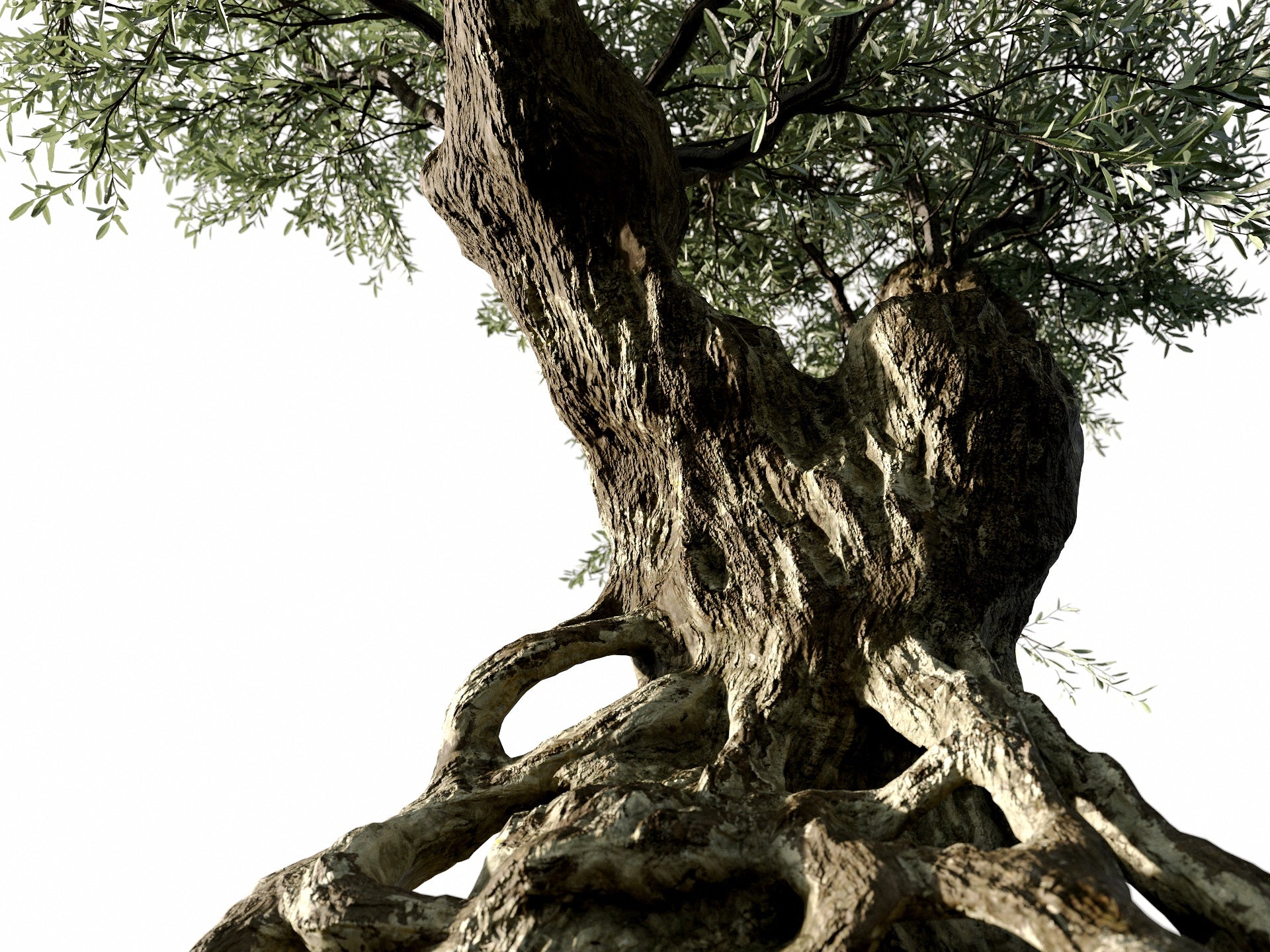 Olive Tree - Nouvelle Mesure Lab