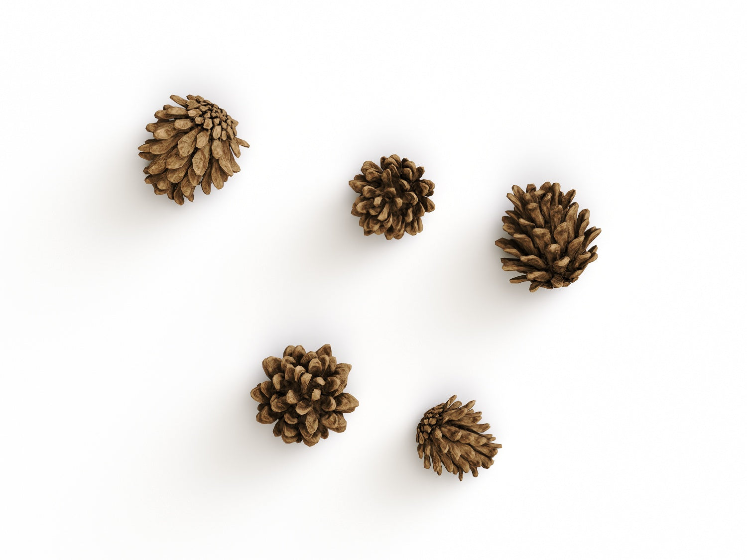 Pine Cone Set (Free)