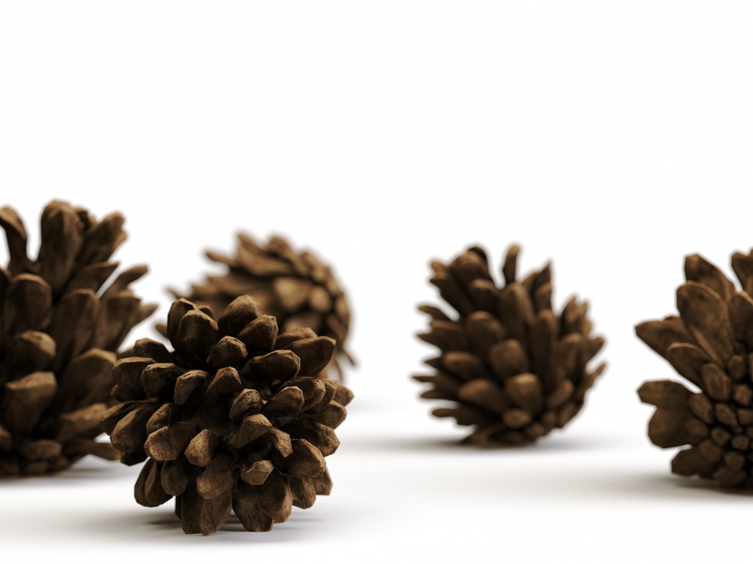 Pine Cone Set (Free)