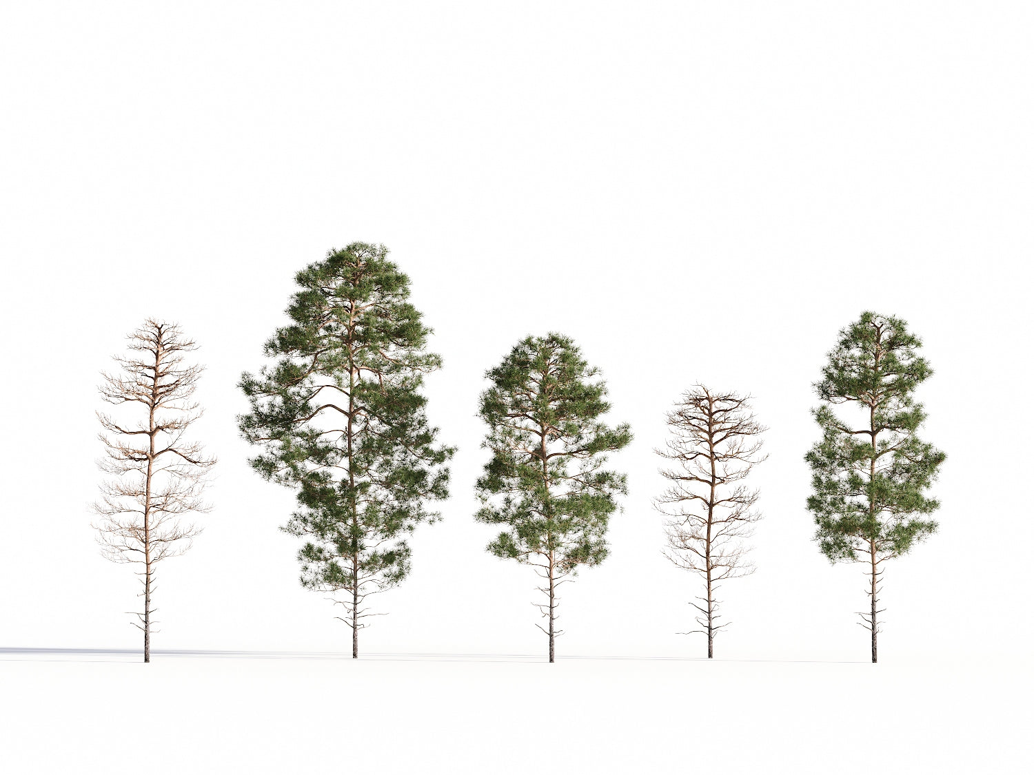 Salzmann Pine Tree Set - Nouvelle Mesure Lab