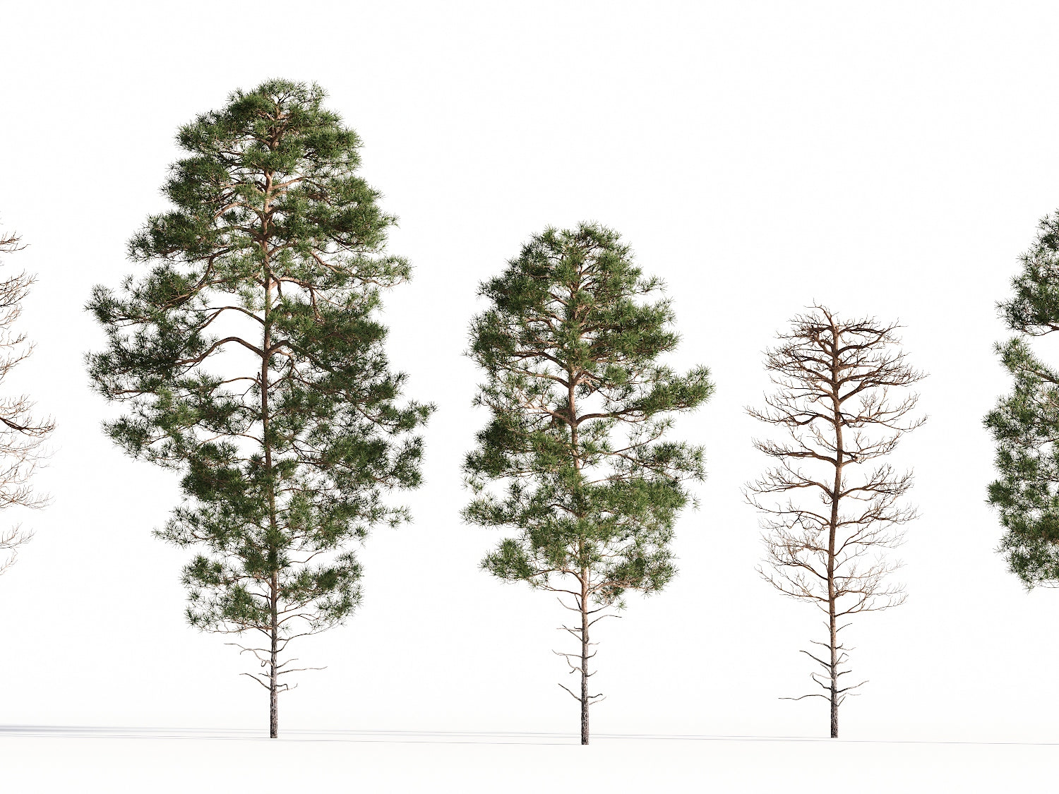 Salzmann Pine Tree Set - Nouvelle Mesure Lab