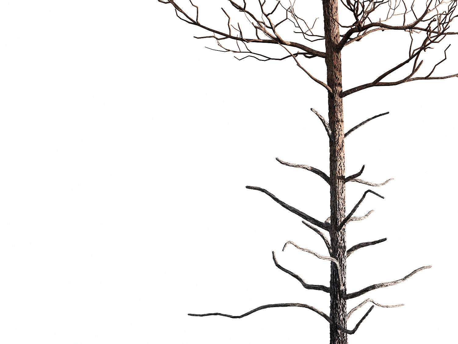 Salzmann Pine Tree Set - Nouvelle Mesure Lab