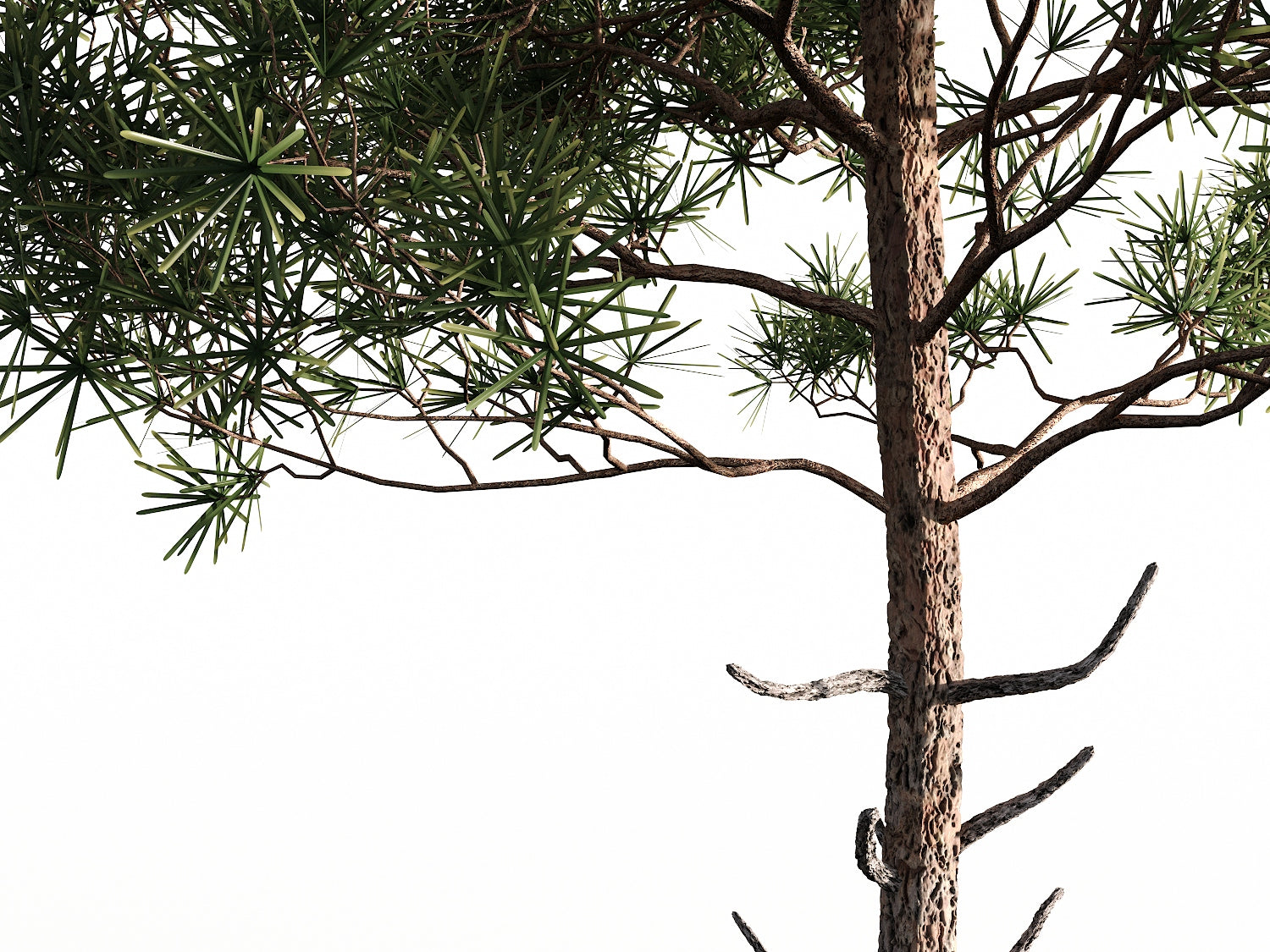 Salzmann Pine Tree Set - Nouvelle Mesure Lab