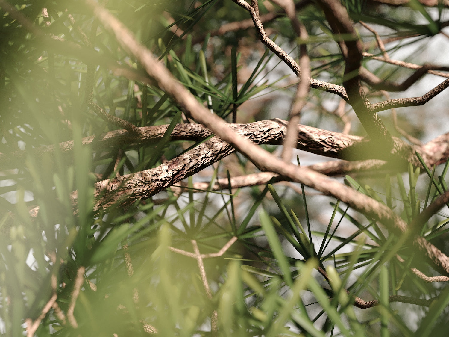 Salzmann Pine Tree Set - Nouvelle Mesure Lab