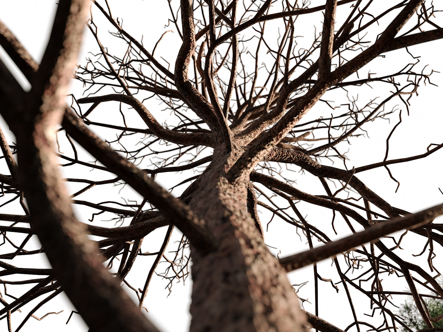 Salzmann Pine Tree Set - Nouvelle Mesure Lab