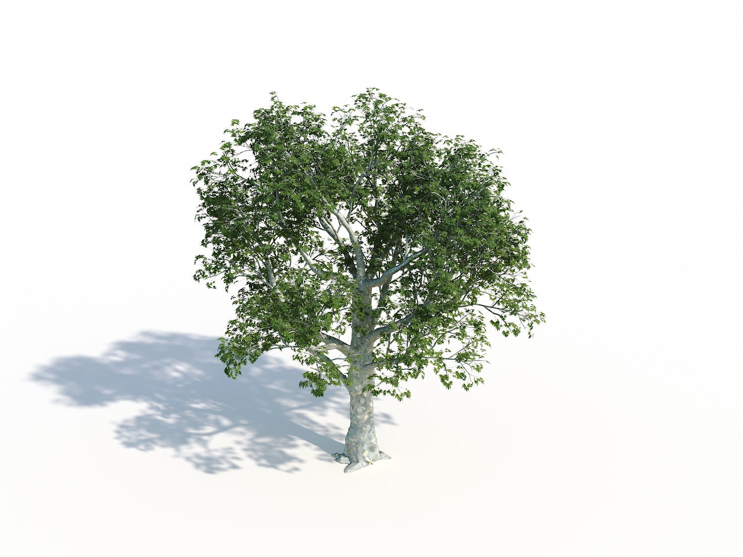 Big Platanus Tree - Nouvelle Mesure Lab
