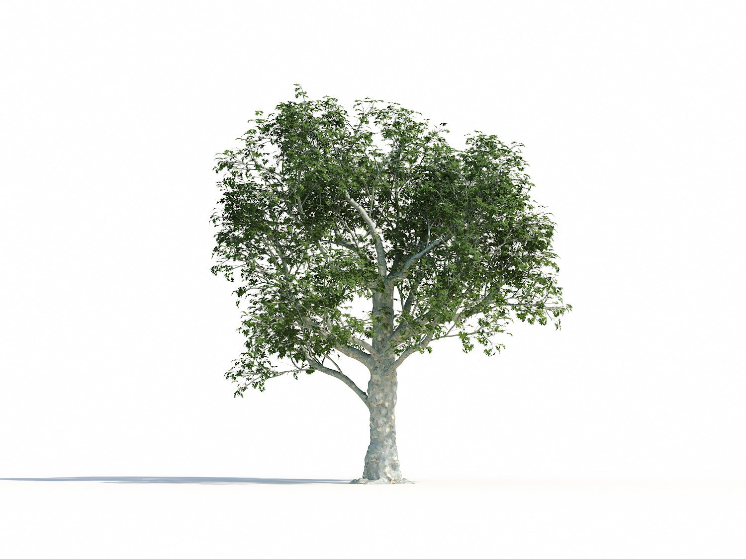 Big Platanus Tree - Nouvelle Mesure Lab