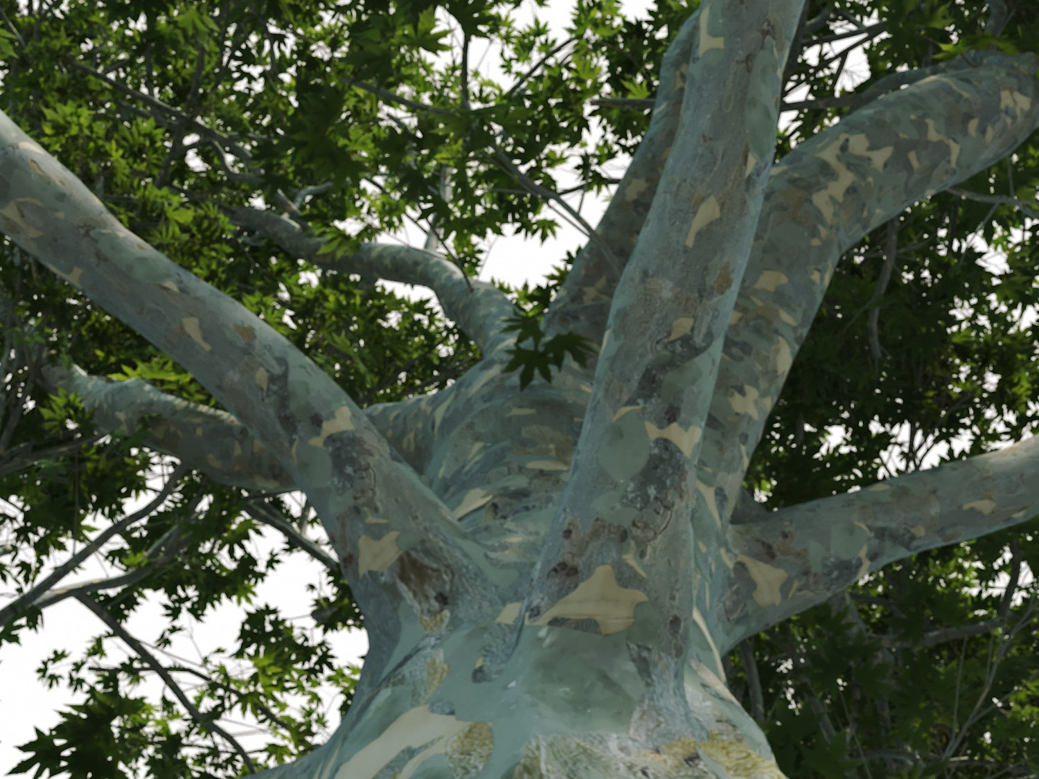 Big Platanus Tree - Nouvelle Mesure Lab