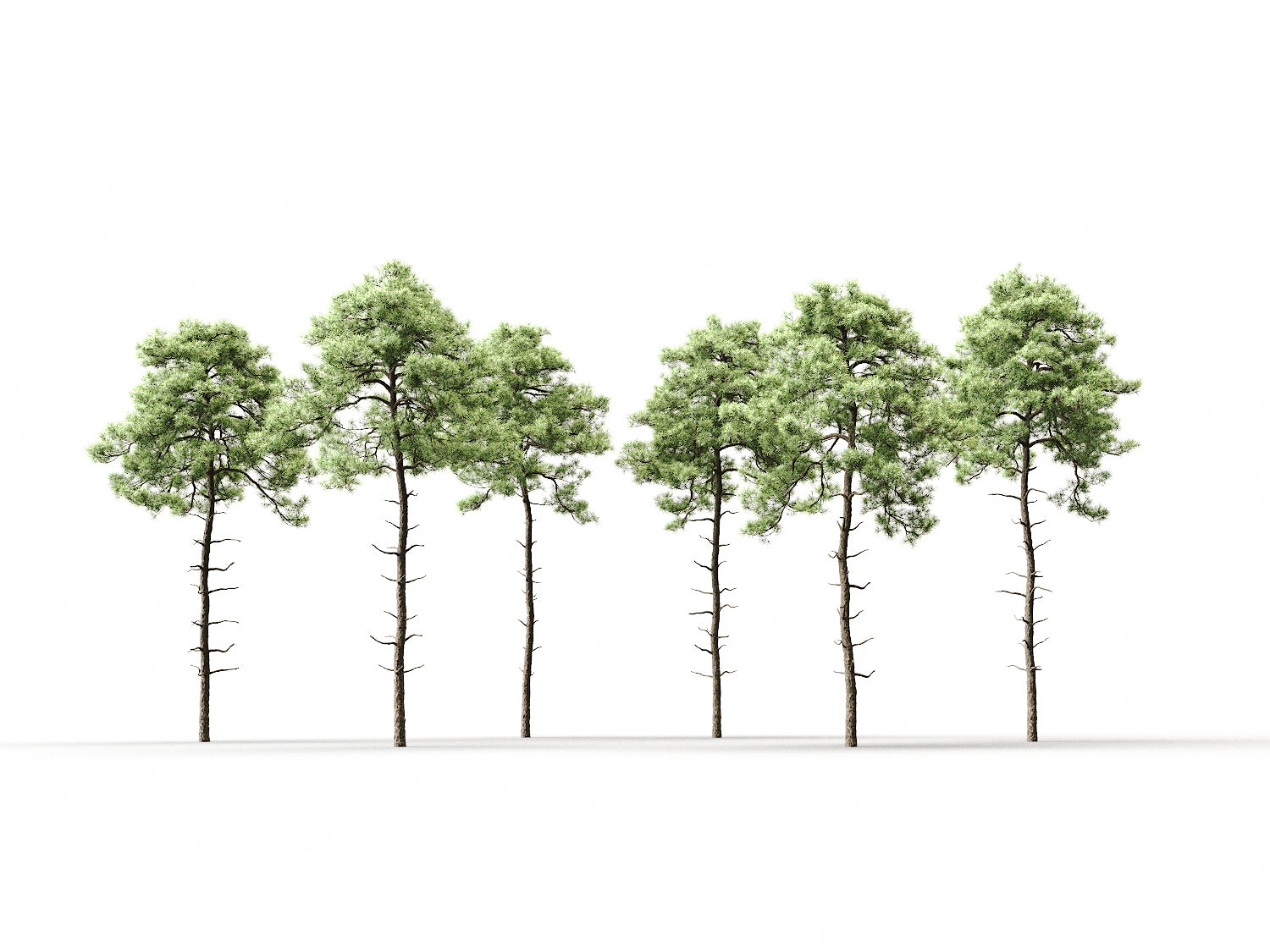 Scott Pine Tree Set - Nouvelle Mesure Lab