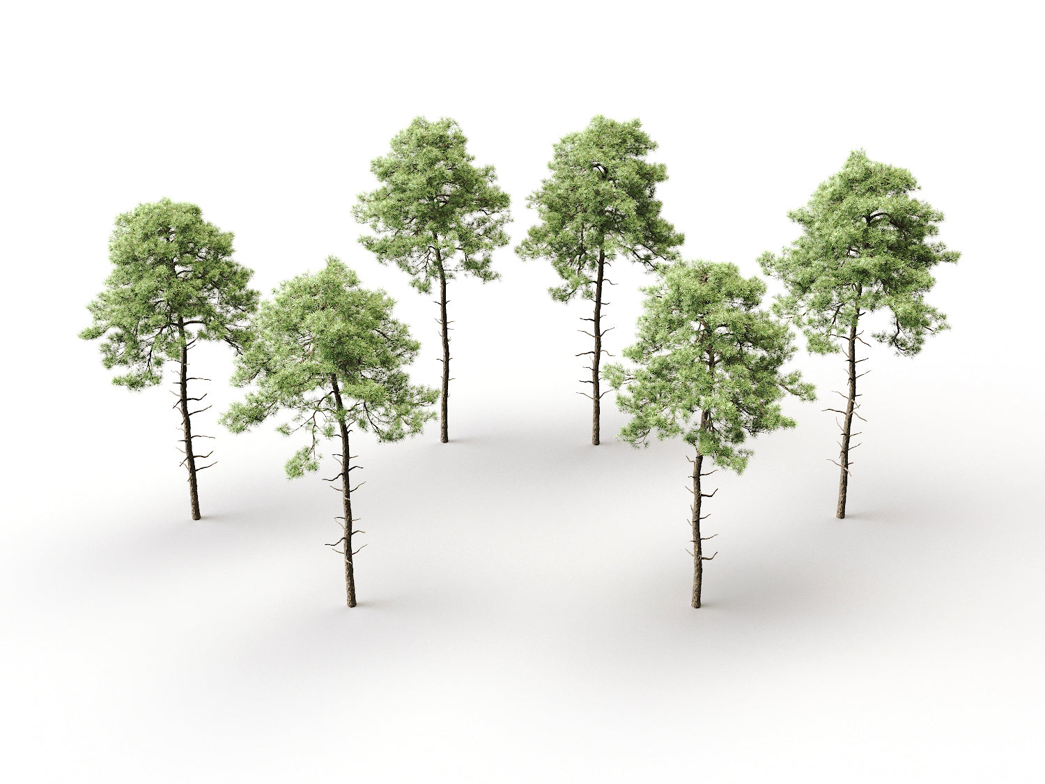 Scott Pine Tree Set - Nouvelle Mesure Lab