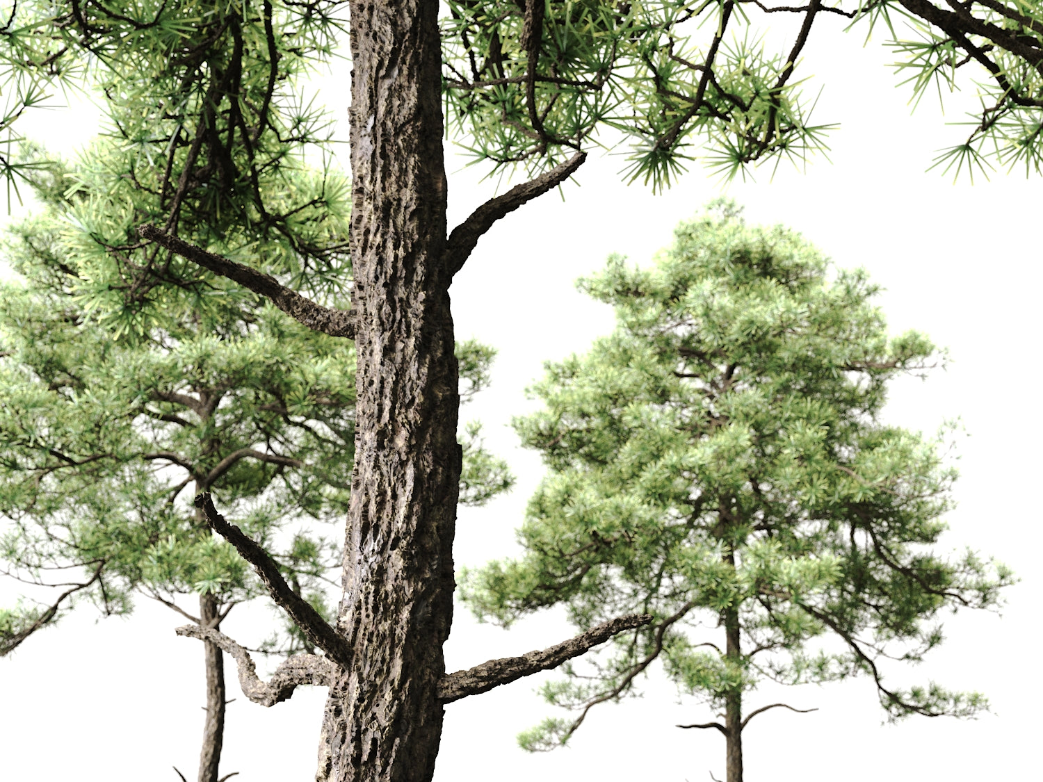 Scott Pine Tree Set - Nouvelle Mesure Lab