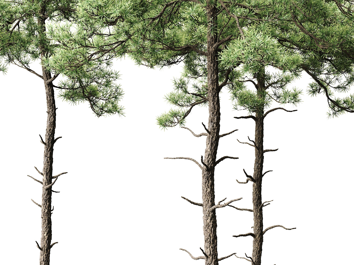 Scott Pine Tree Set - Nouvelle Mesure Lab