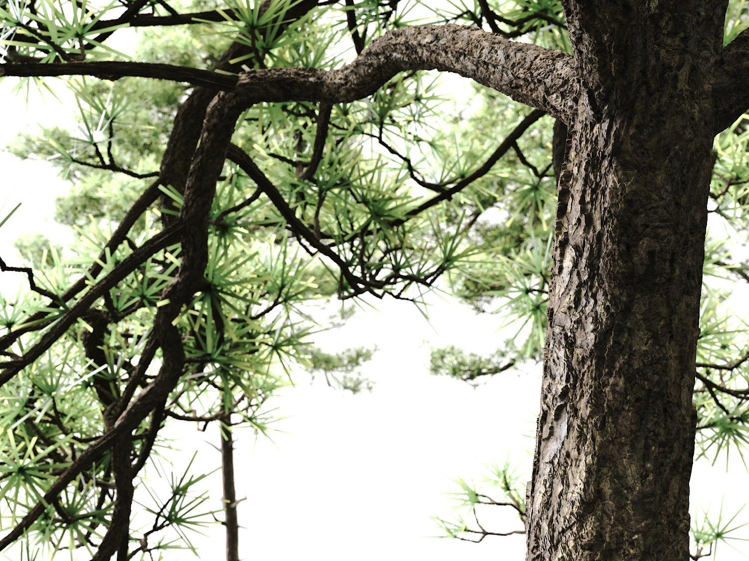 Scott Pine Tree Set - Nouvelle Mesure Lab