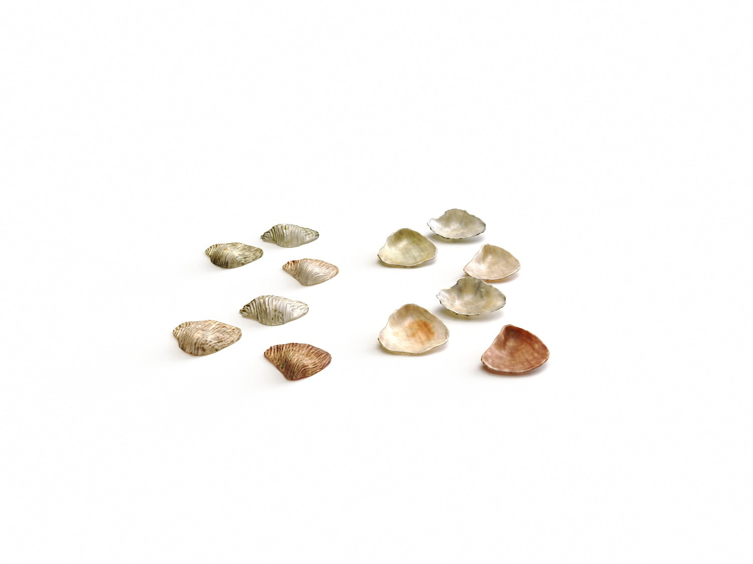 Sea Shell Set - Nouvelle Mesure Lab