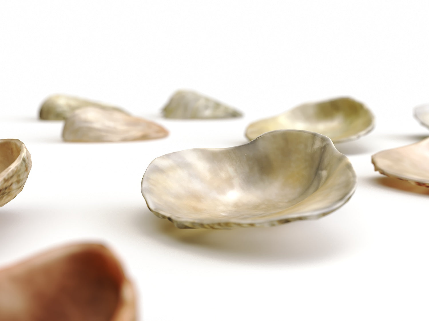 Sea Shell Set - Nouvelle Mesure Lab