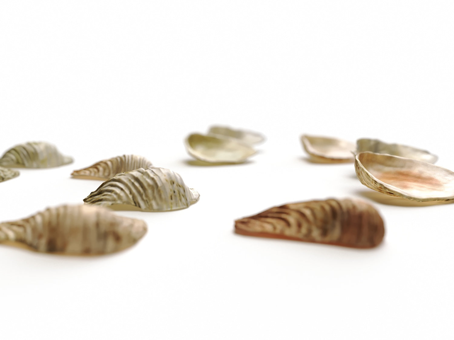 Sea Shell Set - Nouvelle Mesure Lab