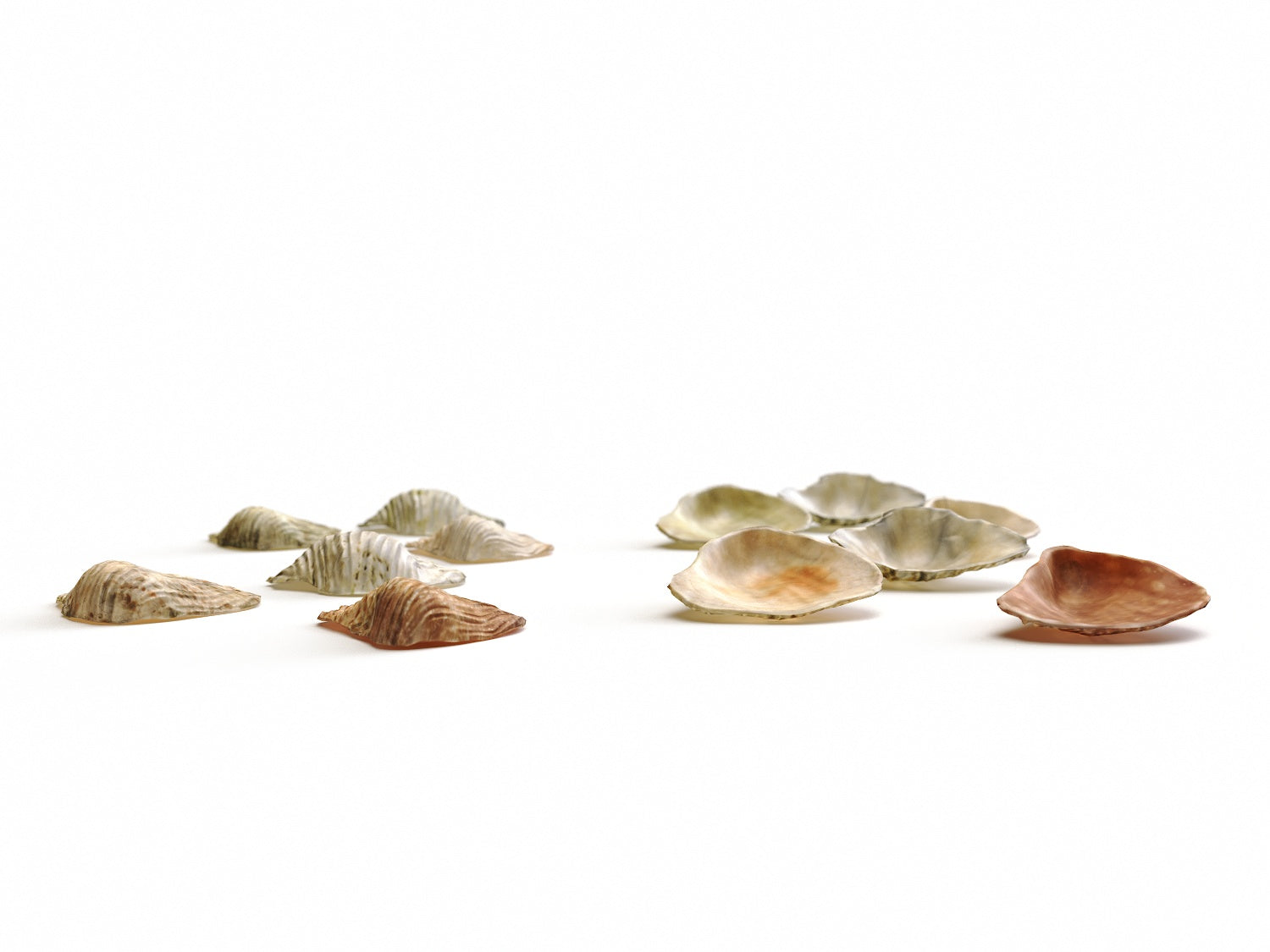 Sea Shell Set - Nouvelle Mesure Lab