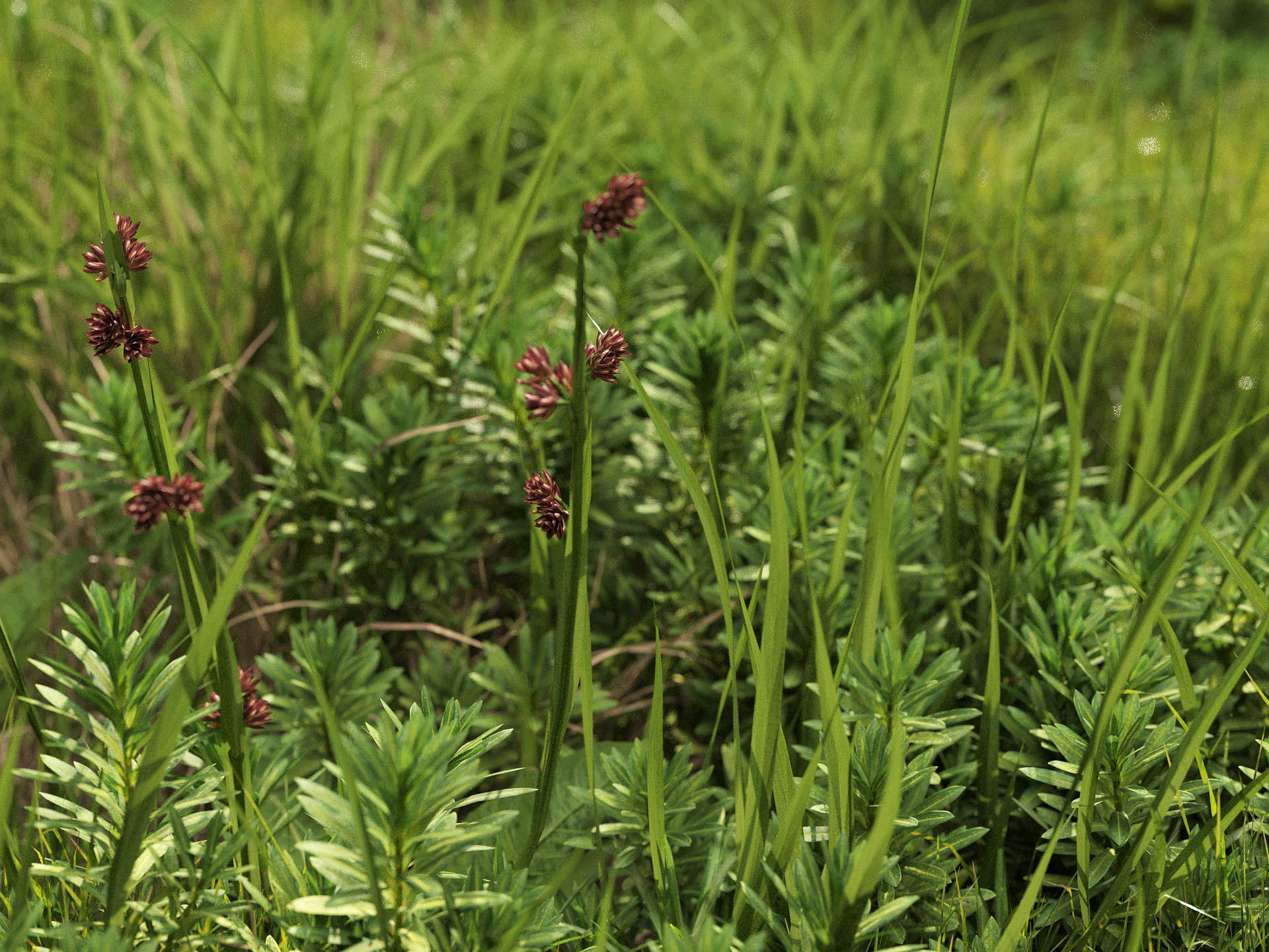 GR09 NMLab System™