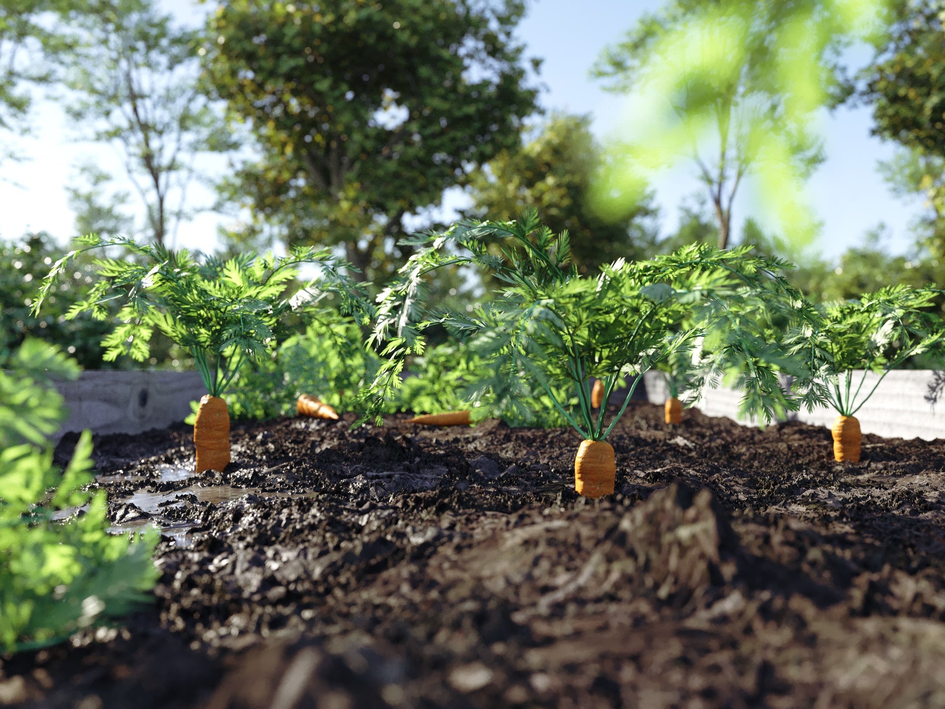 Bio Vegetables Pack - Nouvelle Mesure Lab