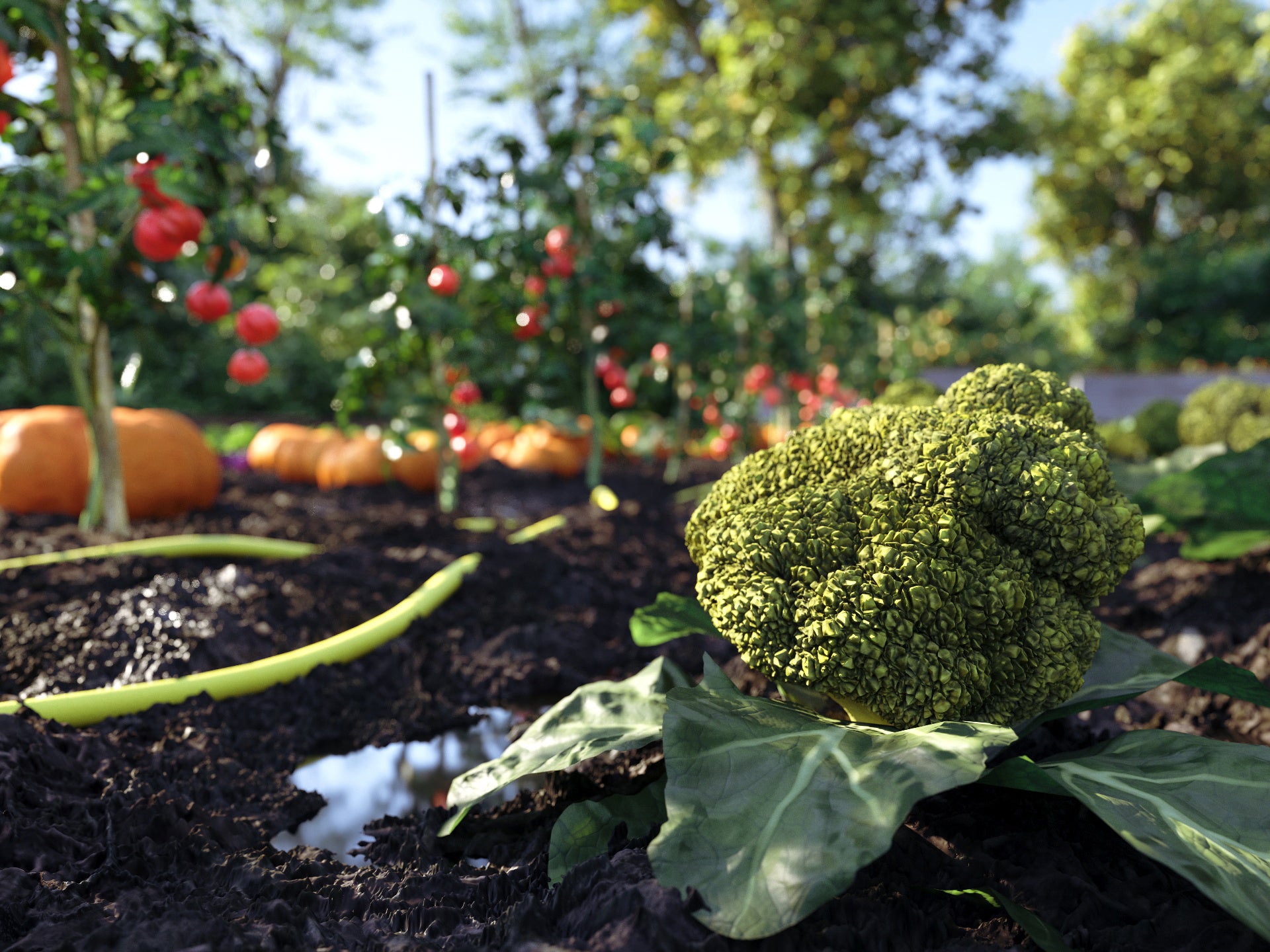 Bio Vegetables Pack - Nouvelle Mesure Lab